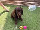 puppy