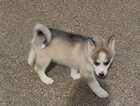 Puppy