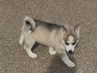 puppy
