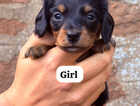 Puppy