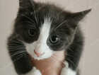 Kitten