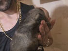 puppy