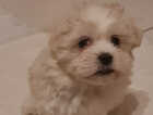 Puppy