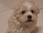 puppy