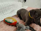 Puppy