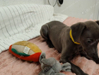 puppy