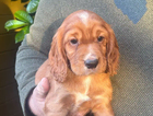 puppy