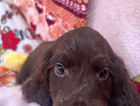 puppy