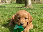 puppy