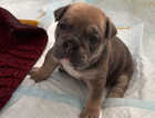 Puppy