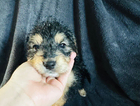 puppy