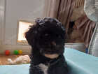 Puppy