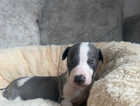 Puppy
