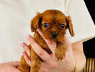 Puppy