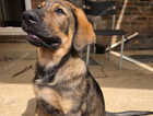 Puppy