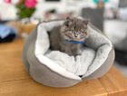 kitten