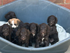Beautiful cockapoo puppies &pound;950