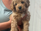 puppy neon
