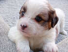 Puppy