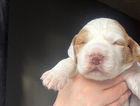 puppy