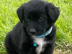 Puppy