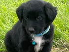 puppy
