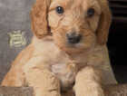 Puppy