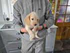 Puppy