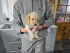 puppy