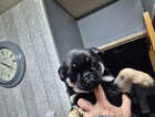Puppy