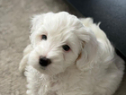 puppy