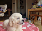 puppy