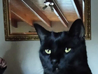 MISSING FOR 20 DAYS FROM LEVENS GROVE BLACKPOOL FY1 5LA