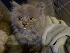 kitten