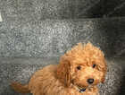 Puppy