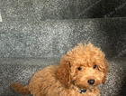 puppy