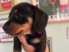 puppy