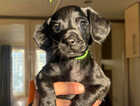 Puppy