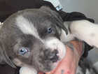 Puppy