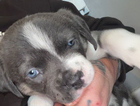 puppy