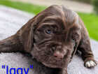Puppy