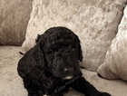 Puppy