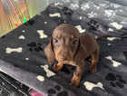 Puppy