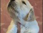 Puppy