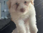 Puppy