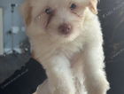 puppy