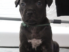 puppy