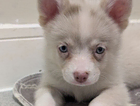 puppy