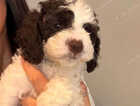 Puppy