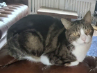 Lost brown & white tabby